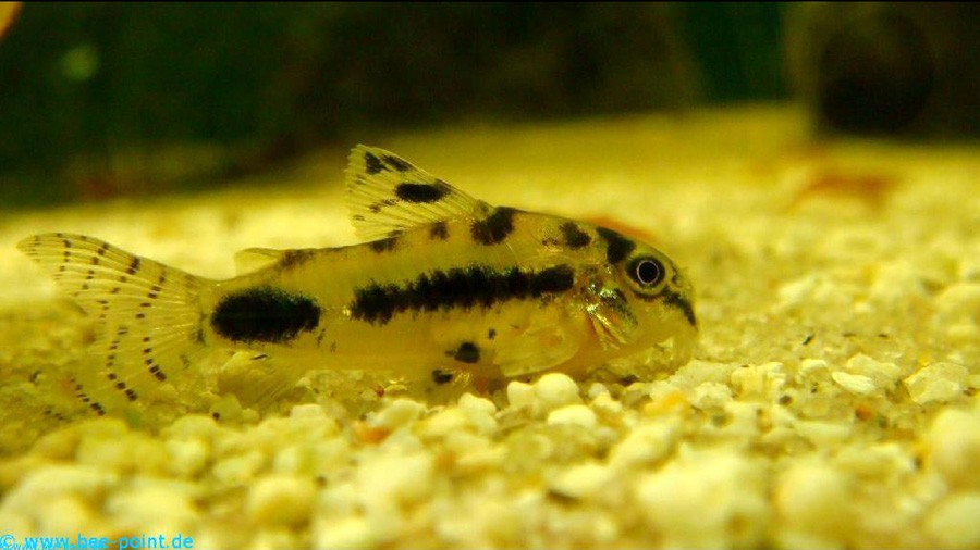 Corydoras Habrosus 6
