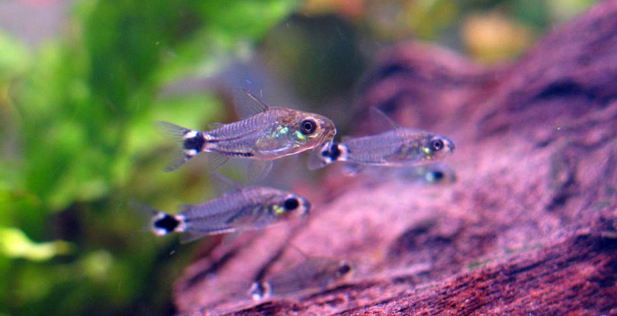 Corydora Enana