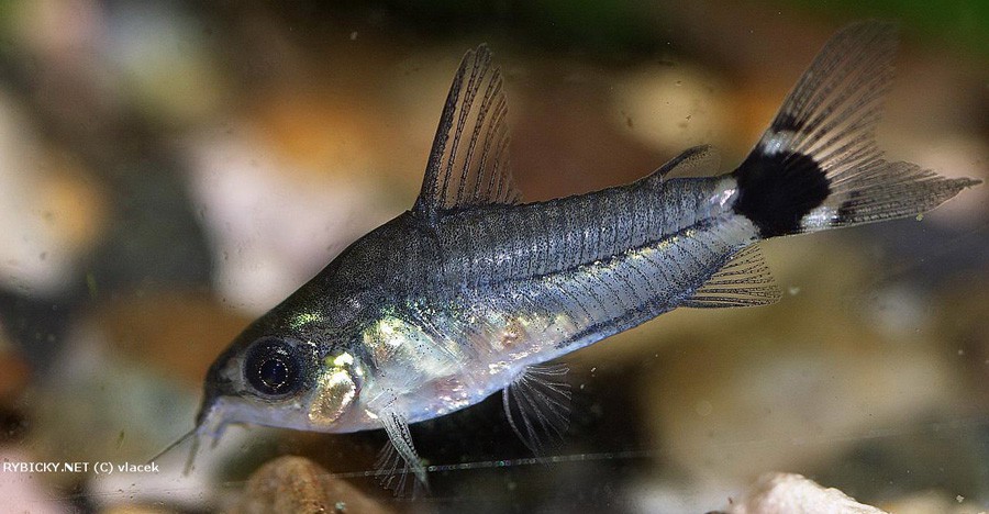 Corydoras Hastatus 2