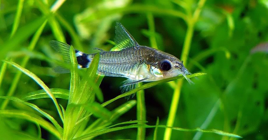 Corydoras Hastatus 3