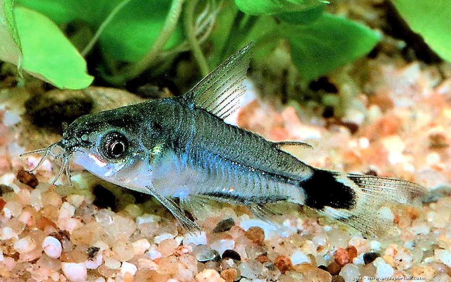Corydoras Hastatus 4