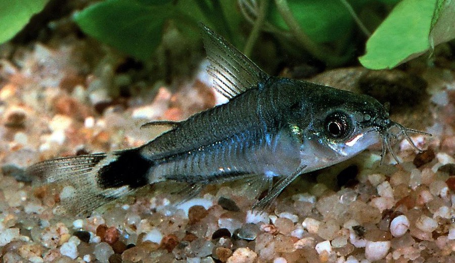 Corydoras Hastatus 5