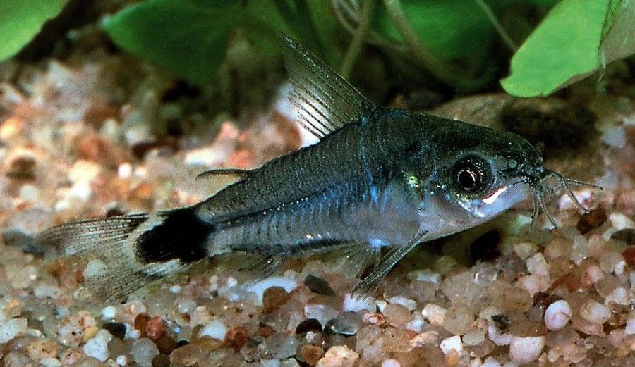 Corydoras Hastatus 5