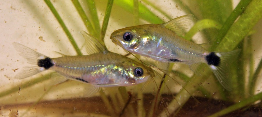 Corydoras Hastatus 6