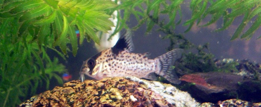 Corydora de Aletas Negras
