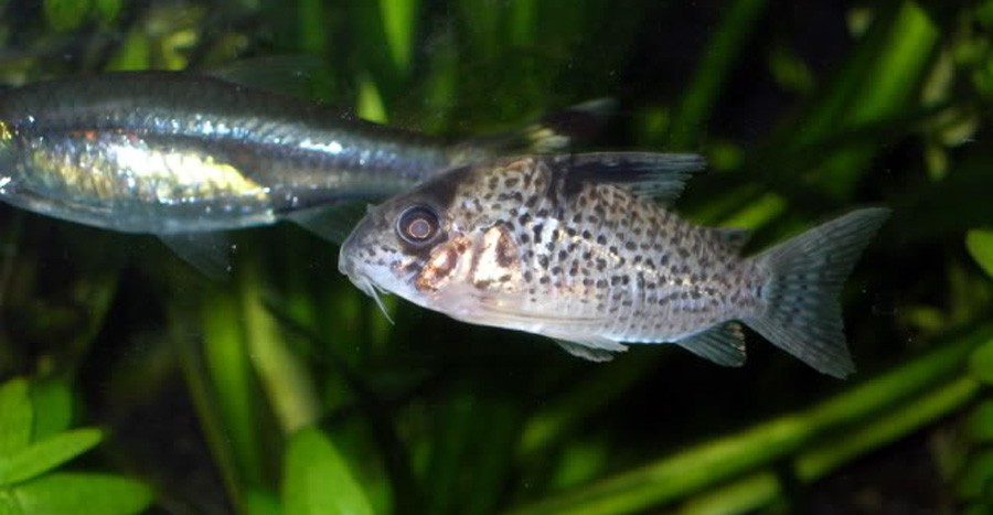Corydoras Leucomelas 2