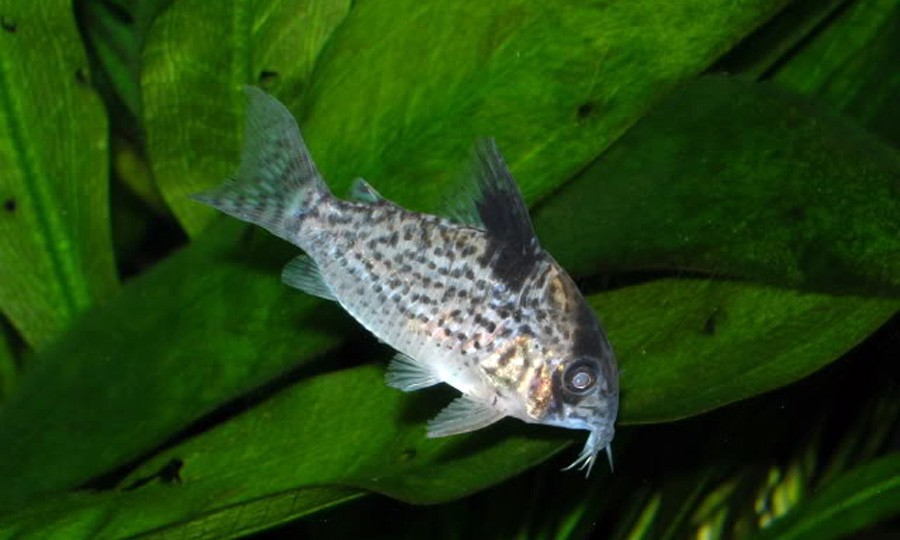 Corydoras Leucomelas 3