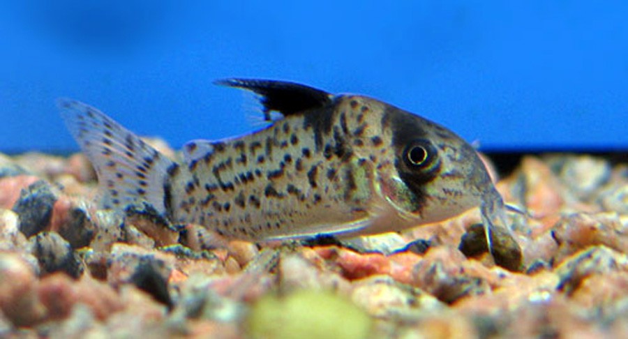 Corydoras Leucomelas 4