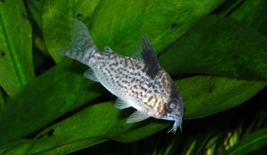 Corydoras Leucomelas 5