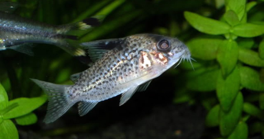 Corydoras Leucomelas 6