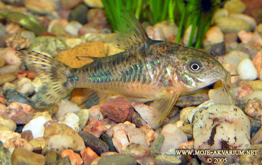 Corydora Mármol