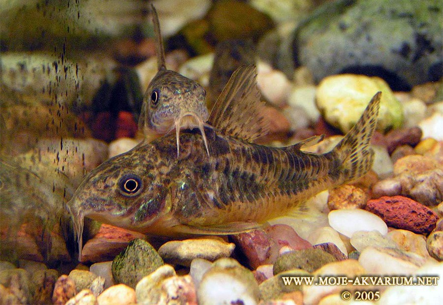 Corydoras Paleatus 2