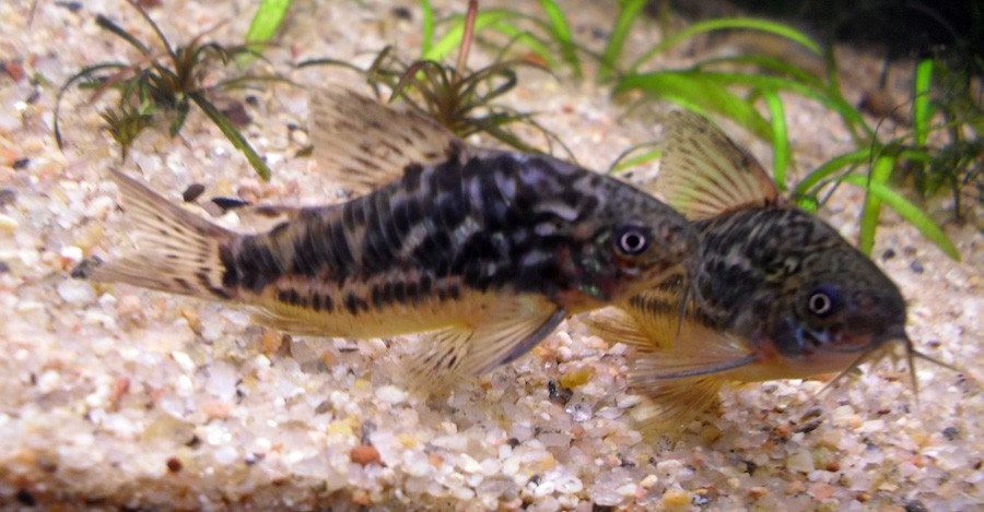 Corydoras Paleatus 3