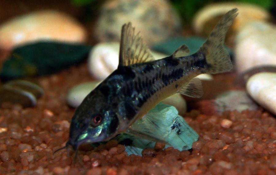 Corydoras Paleatus 4
