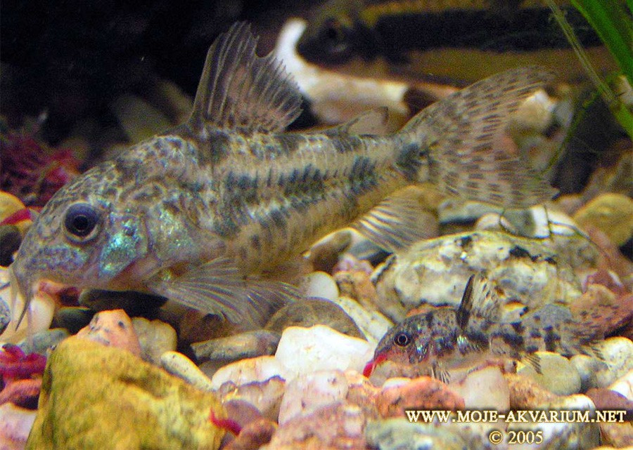 Corydoras Paleatus 5