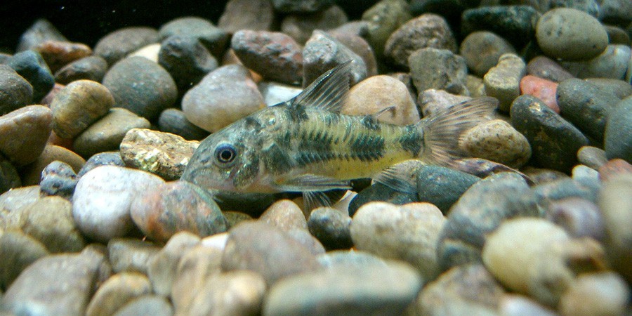 Corydoras Paleatus 6