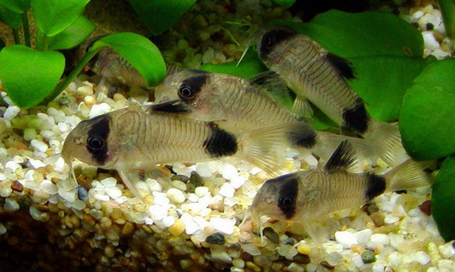 Coridora Panda