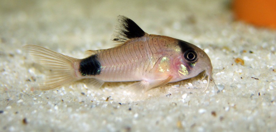 Corydoras Panda 2