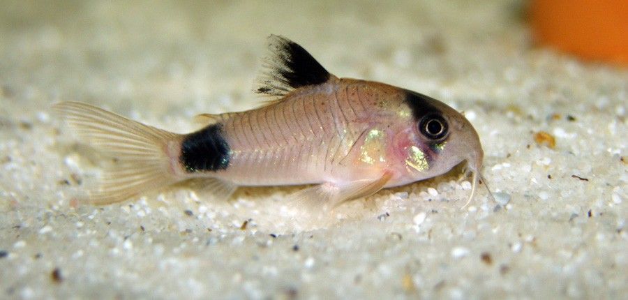 Corydoras Panda 2