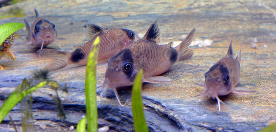 Corydoras Panda 3