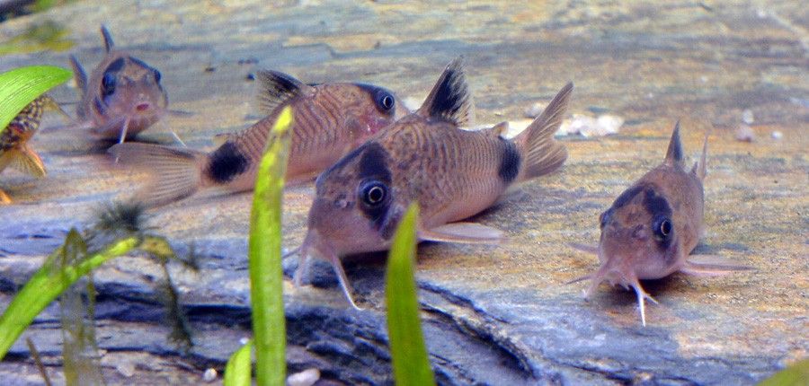 Corydoras Panda 3