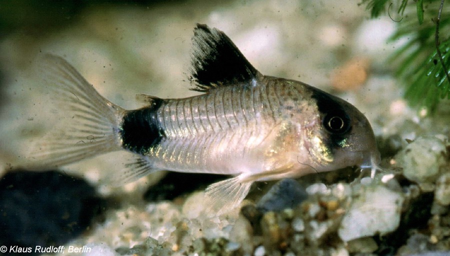 Corydoras Panda 4