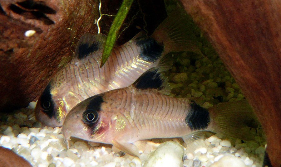 Corydoras Panda 5