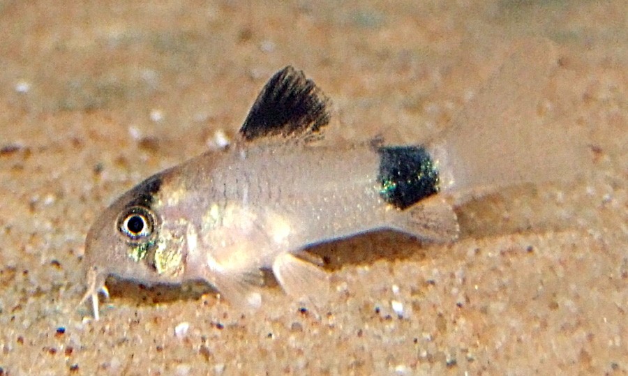 Corydoras Panda 6