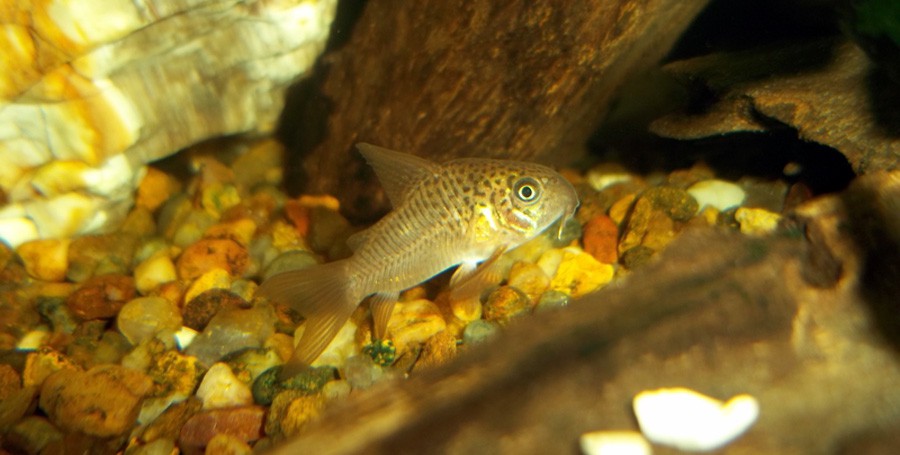 Corydora “multi-moteado”