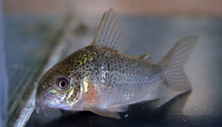 Corydoras Polystictus 2