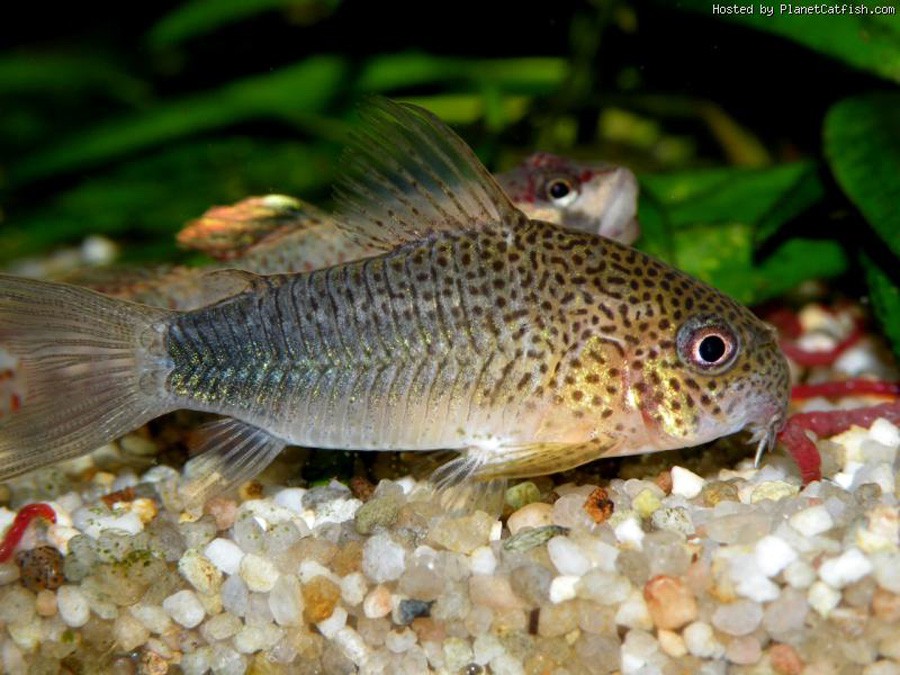 Corydoras Polystictus 3