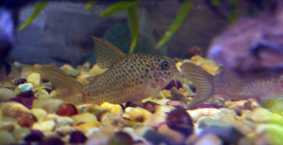 Corydoras Polystictus 4
