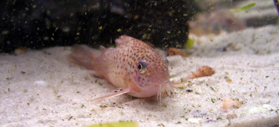 Corydoras Polystictus 5