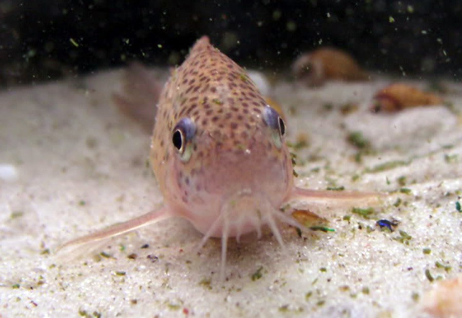 Corydoras Polystictus 6