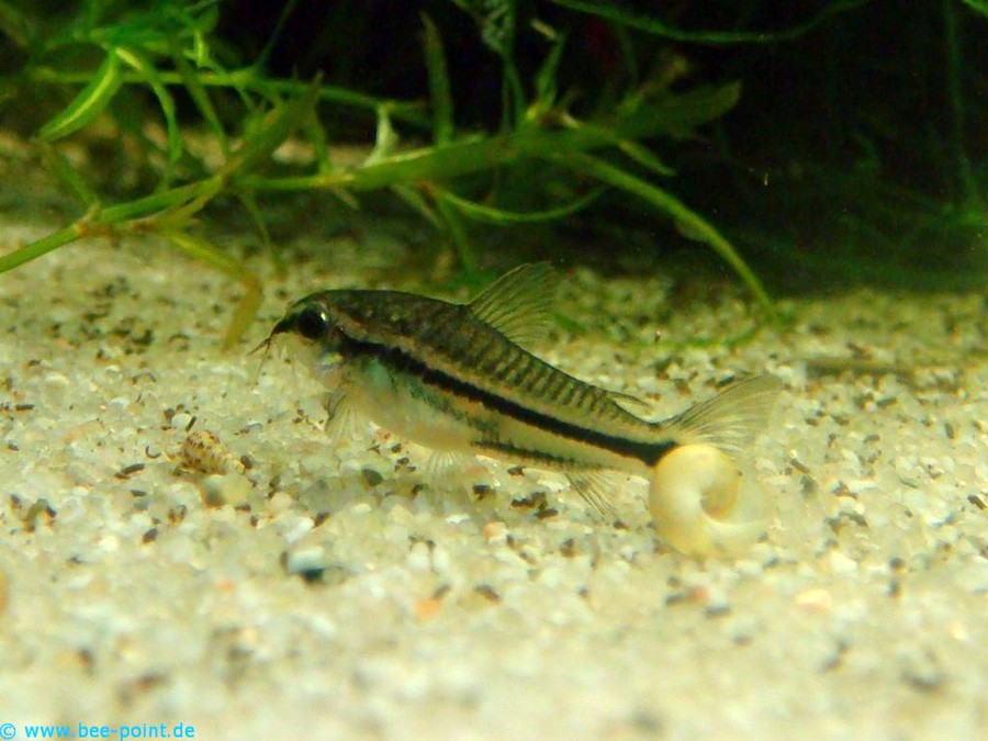 Corydoras Pygmaeus