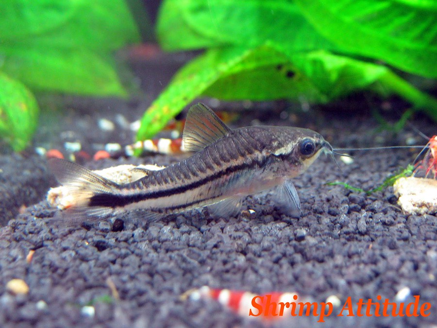 Corydoras Pygmaeus 2