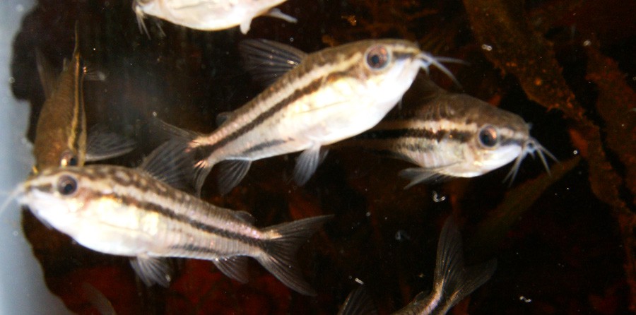 Corydoras Pygmaeus 3