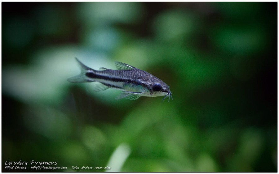 Corydoras Pygmaeus 4