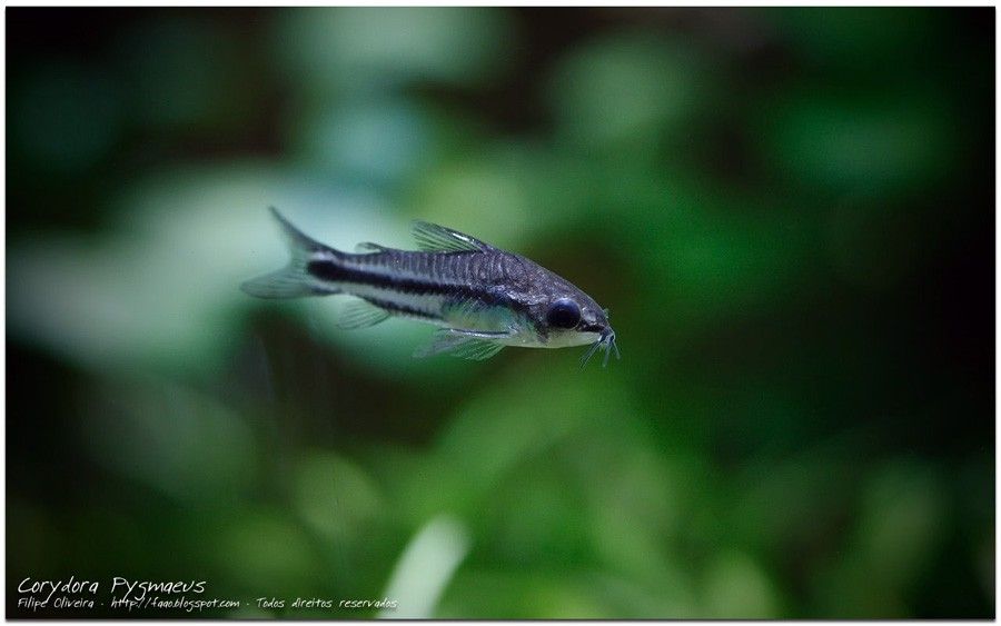 Corydoras Pygmaeus 4