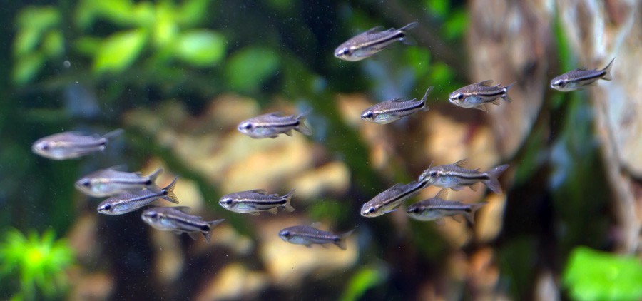Corydoras Pygmaeus 5