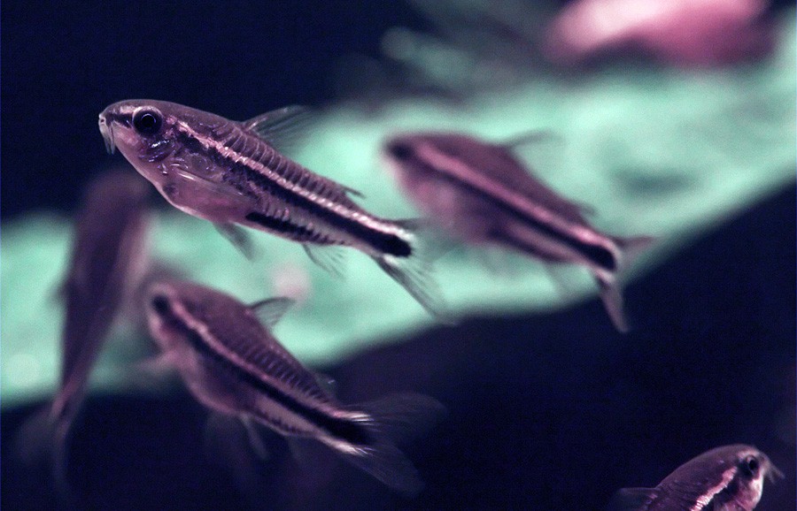 Corydoras Pygmaeus 6