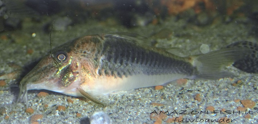 Peru Black Cory