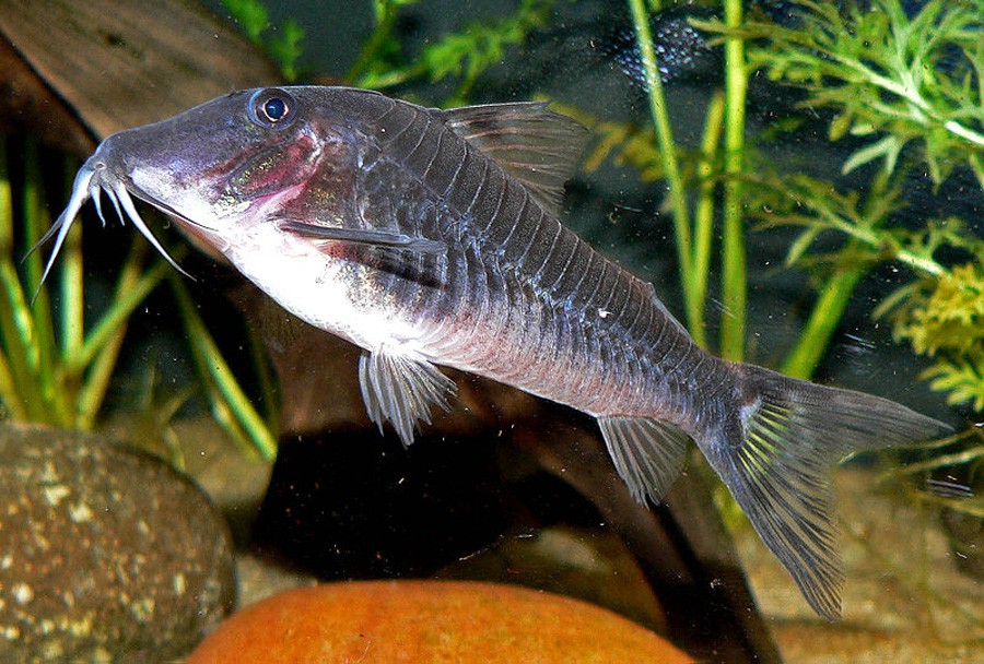 Corydoras Semiaquilus 2