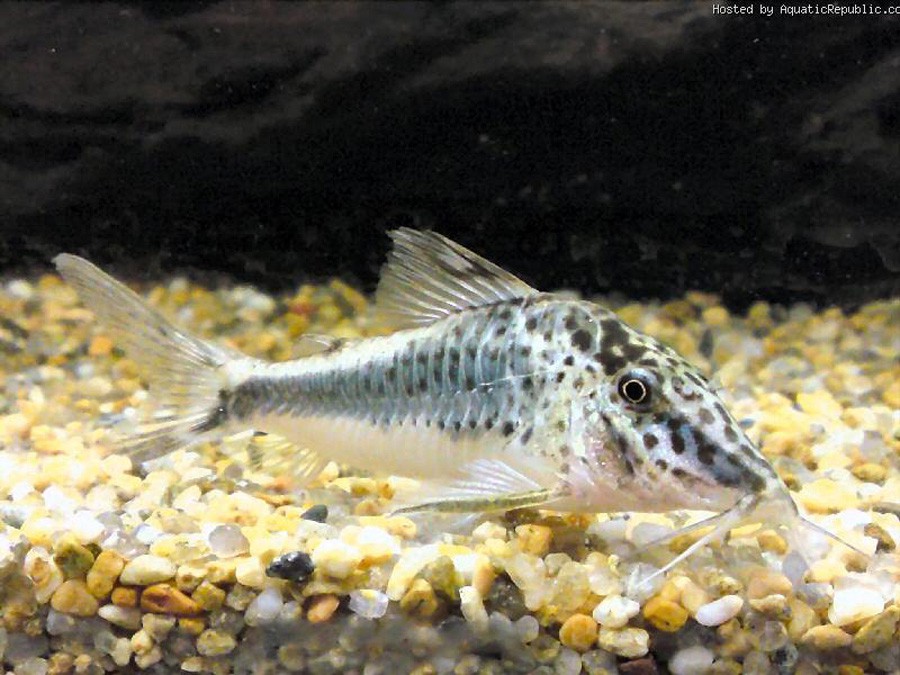 Corydoras Semiaquilus 3