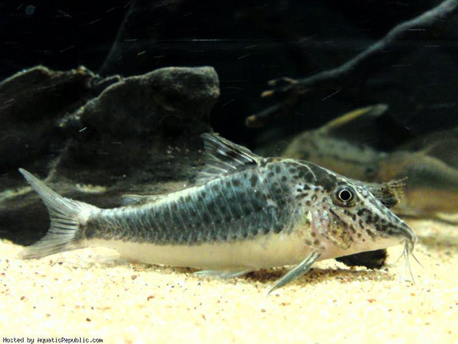 Corydoras Semiaquilus 4