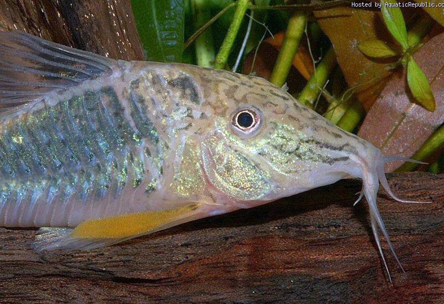 Corydoras Semiaquilus 5