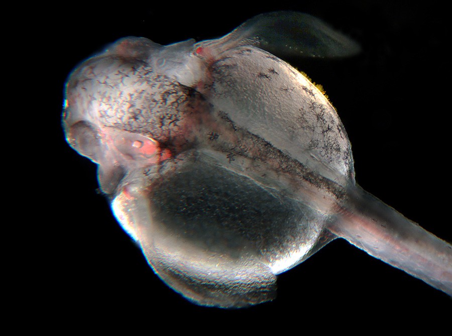 Corydoras Semiaquilus 6