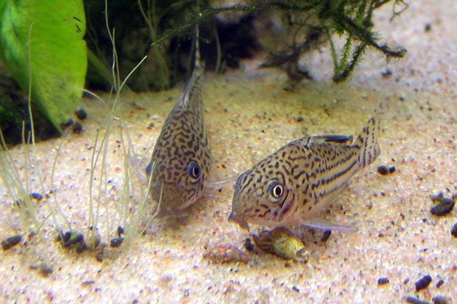 Corydora de Tres Bandas