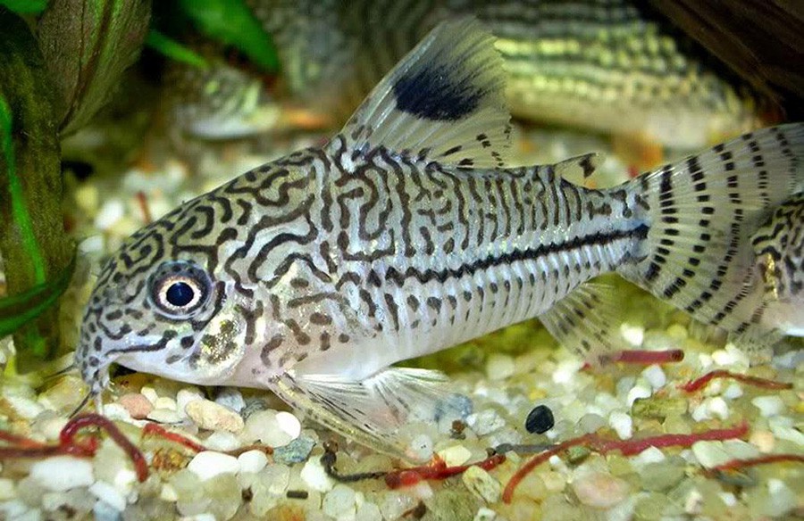 Corydoras Trilineatus 2