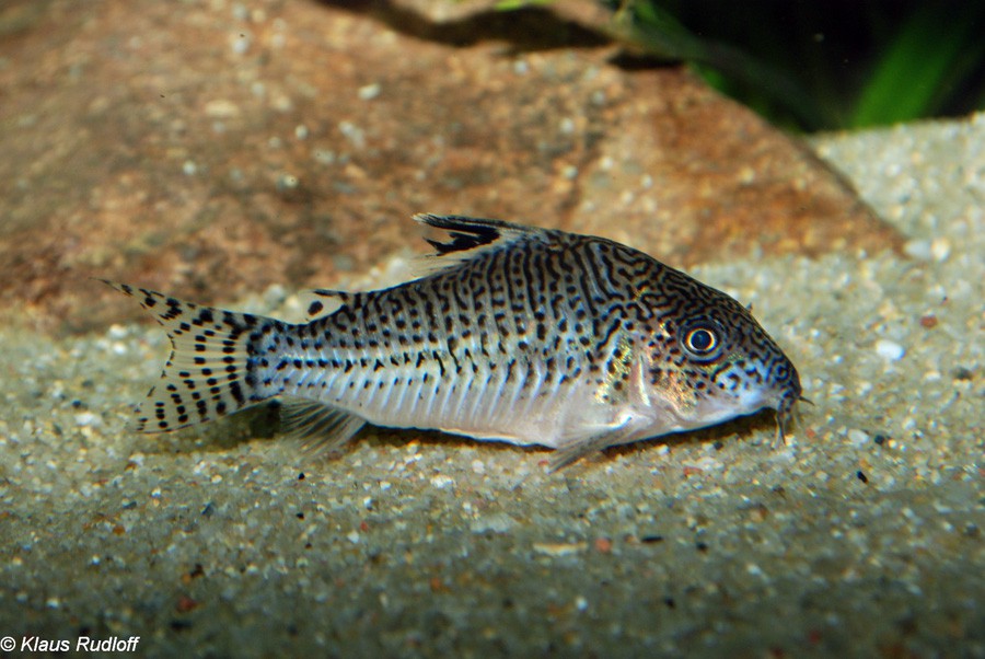 Corydoras Trilineatus 3
